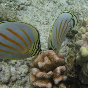 Ornate Butterflyfish