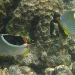 Saddleback Butterflyfish