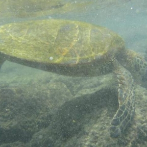 Green Sea Turtle