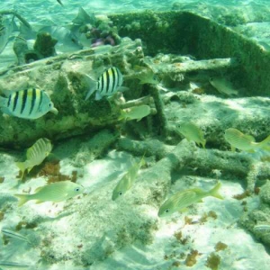 dive1
