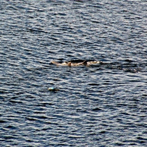 Dolphins in Jacksonville Harbor