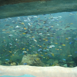 Aquatica_Sea_World_037