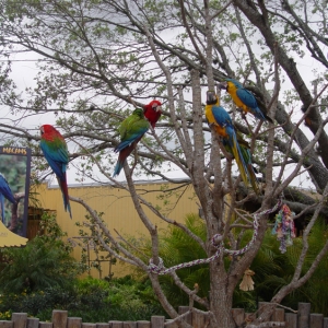 Aquatica_Sea_World_109