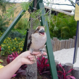 Aquatica_Sea_World_111