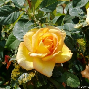 Flower-Garden-Festival-46