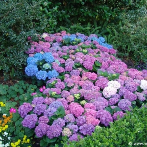 Flower-Garden-Festival-99o