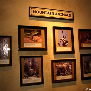 Expedition_Everest_Queue_74