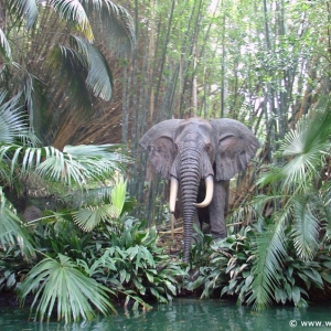 Adventureland_-_Jungle_Cruise_06