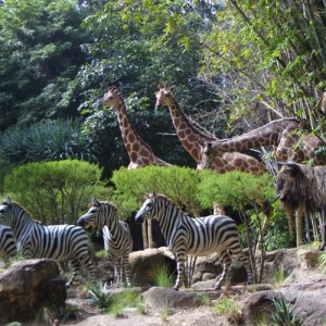 Adventureland_-_Jungle_Cruise_10