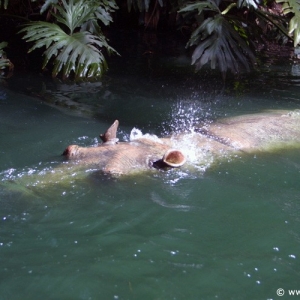 Adventureland_-_Jungle_Cruise_12