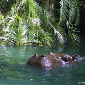 Adventureland_-_Jungle_Cruise_13