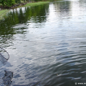 Fishing_at_Disney_World_19