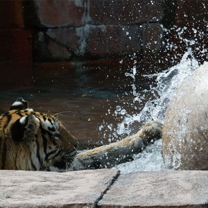 Playful tiger