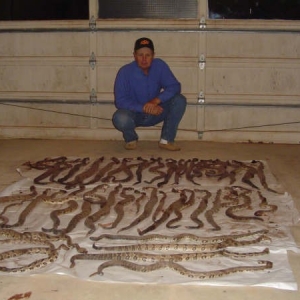 rattlers