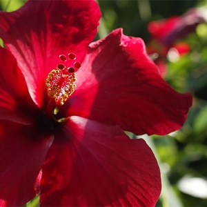 Red Flower