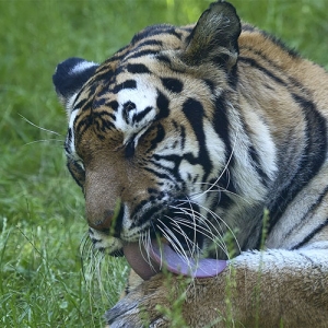 Tiger cleaning