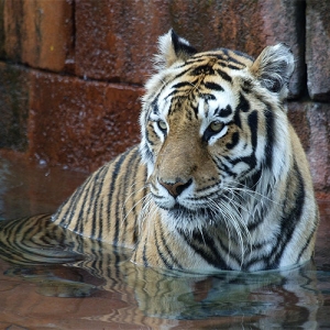 Tiger bath