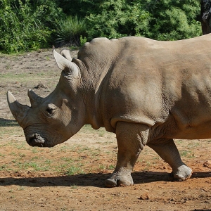 Rhino