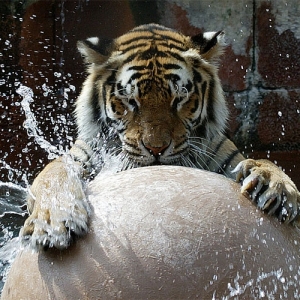 Tiger Play 2