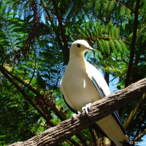 Discovery_Cove_Aviary_05