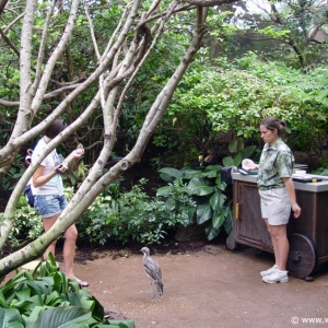 Discovery_Cove_Aviary_32