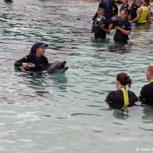 Discovery_Cove_Dolphin_Encounter_06