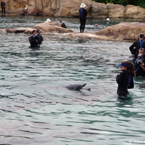 Discovery_Cove_Dolphin_Encounter_10