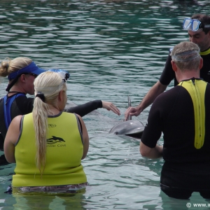 Discovery_Cove_Dolphin_Encounter_14