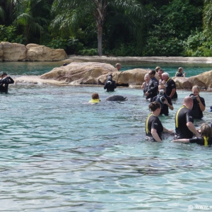 Discovery_Cove_Dolphin_Encounter_17