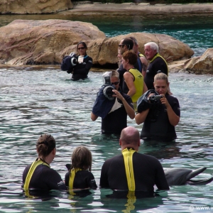 Discovery_Cove_Dolphin_Encounter_18