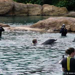 Discovery_Cove_Dolphin_Encounter_19