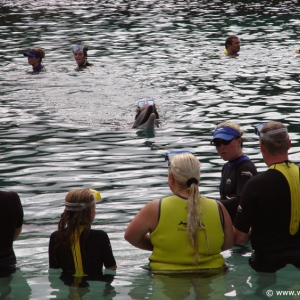 Discovery_Cove_Dolphin_Encounter_20