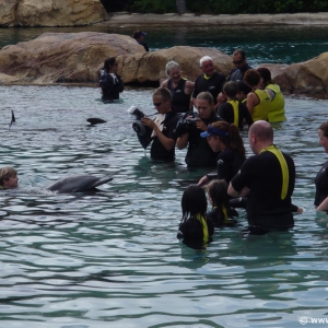 Discovery_Cove_Dolphin_Encounter_22