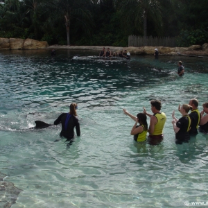 Discovery_Cove_Dolphin_Encounter_23