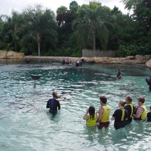 Discovery_Cove_Dolphin_Encounter_24