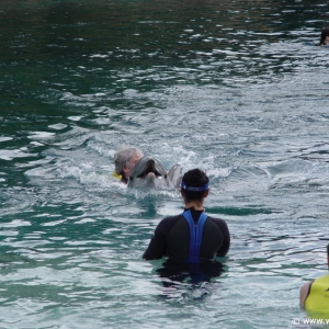 Discovery_Cove_Dolphin_Encounter_26