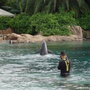 Discovery_Cove_Dolphin_Encounter_28