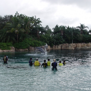 Discovery_Cove_Dolphin_Encounter_29