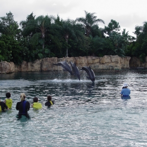 Discovery_Cove_Dolphin_Encounter_30