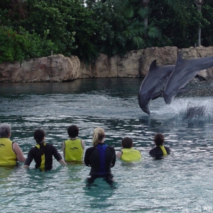 Discovery_Cove_Dolphin_Encounter_31