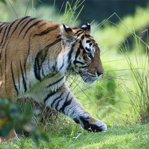 Tiger walking