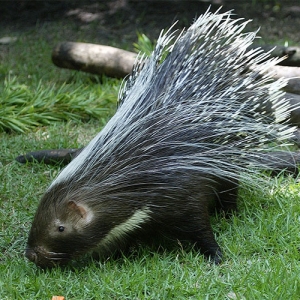 Porcupine