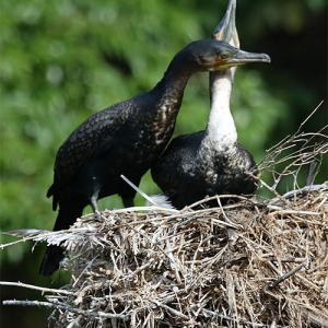 Cormorant love