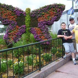 fambutterfly