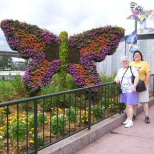 momdaubutterfly