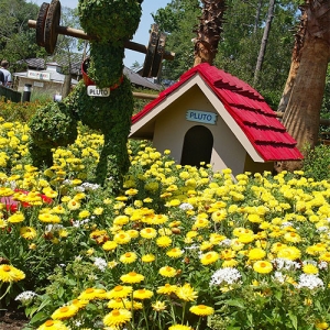 Pluto topiary