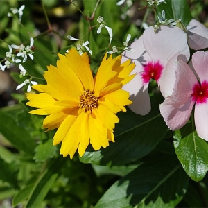 Yellow flower