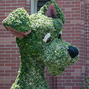 Tramp topiary