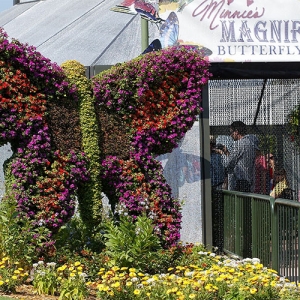 Butterfly topiary