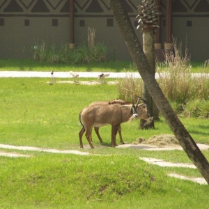 Sable Antelope.